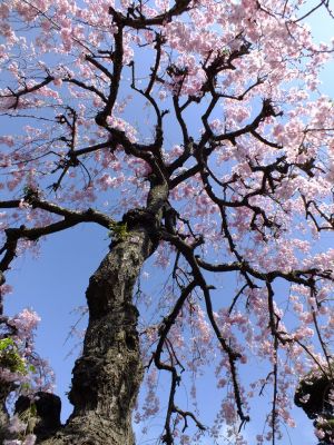 瑞雲寺 ヤエベニシダレ（八重紅枝垂） 
