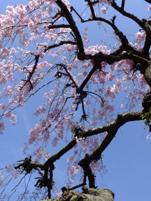 瑞雲寺 ヤエベニシダレ（八重紅枝垂） 
