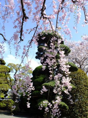瑞雲寺 ヤエベニシダレ（八重紅枝垂） 
