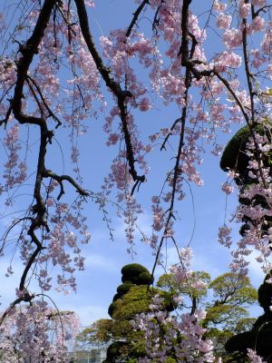 瑞雲寺 ヤエベニシダレ（八重紅枝垂） 
