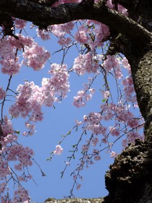 瑞雲寺 ヤエベニシダレ（八重紅枝垂） 

