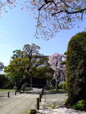 瑞雲寺 ヤエベニシダレ（八重紅枝垂） 
