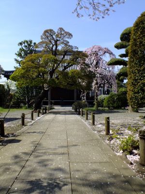 瑞雲寺 ヤエベニシダレ（八重紅枝垂） 
