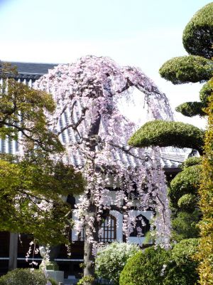 瑞雲寺 ヤエベニシダレ（八重紅枝垂） 
