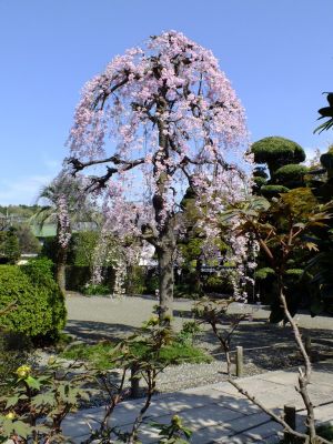 瑞雲寺 ヤエベニシダレ（八重紅枝垂） 
