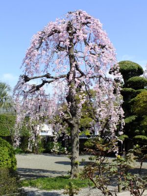 瑞雲寺 ヤエベニシダレ（八重紅枝垂） 
