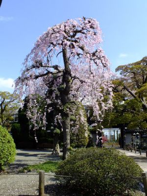 瑞雲寺 ヤエベニシダレ（八重紅枝垂） 
