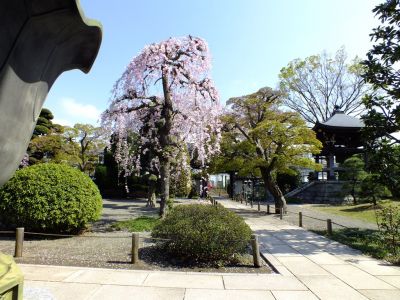 瑞雲寺 ヤエベニシダレ（八重紅枝垂） 
