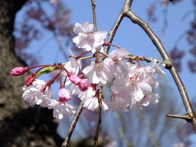 瑞雲寺 ヤエベニシダレ（八重紅枝垂） 
