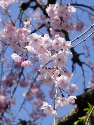 瑞雲寺 ヤエベニシダレ（八重紅枝垂） 

