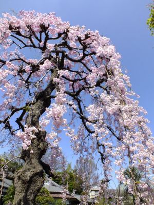 瑞雲寺 ヤエベニシダレ（八重紅枝垂） 
