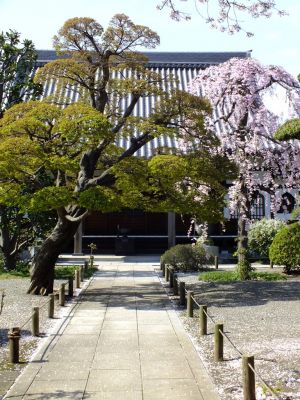 瑞雲寺 ヤエベニシダレ（八重紅枝垂） 

