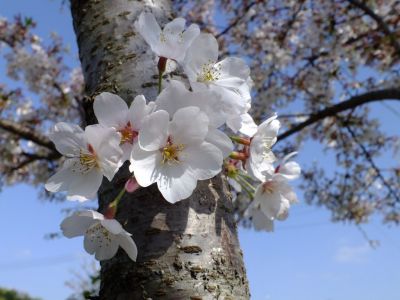 シドモア桜（染井吉野）
