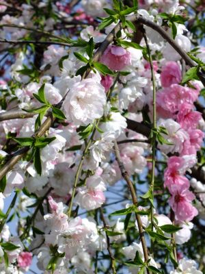 川和町駅前（源平花桃）
