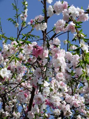 川和町駅前（源平花桃）
