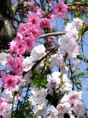 川和町駅前（源平花桃）

