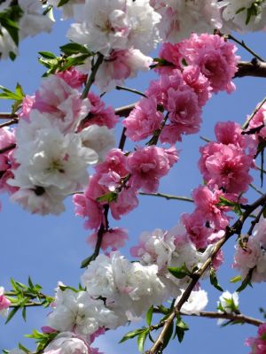 川和町駅前（はなもも）
