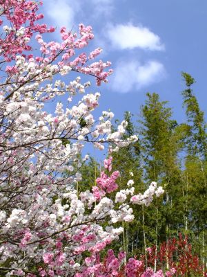 横浜市市民の森（源平花桃）
