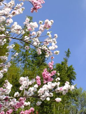 横浜市市民の森（源平花桃）
