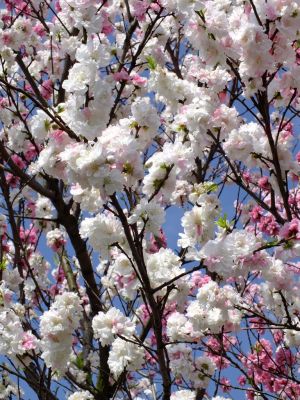 横浜市市民の森（源平花桃）
