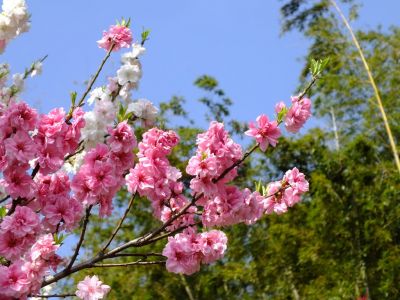 横浜市市民の森（源平花桃）
