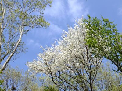 横浜市市民の森
