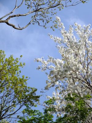 横浜市市民の森
