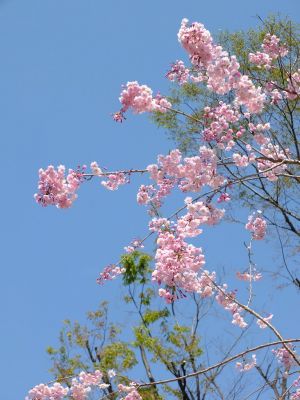 荏田近隣センター
