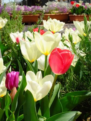 荏田近隣センター
