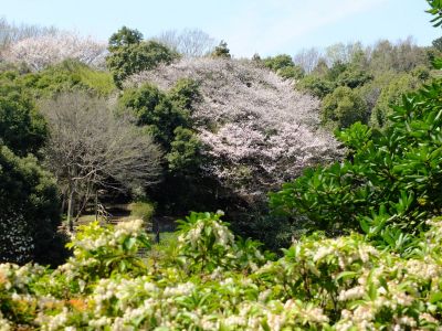 ささぶねのみち
