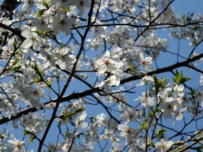 ささぶねのみち
