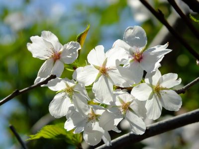 ささぶねのみち
