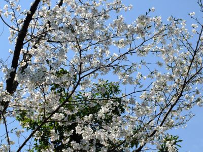 ささぶねのみち
