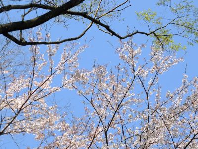 ささぶねのみち
