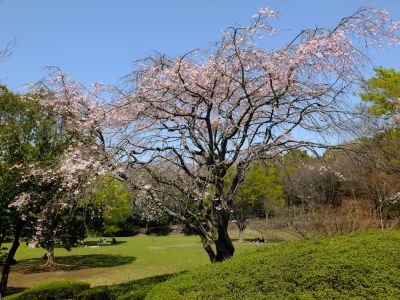 鴨池公園

