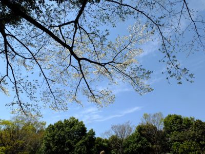 鴨池公園
