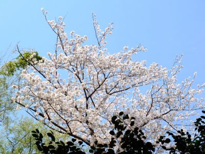 ゆうばえのみち
