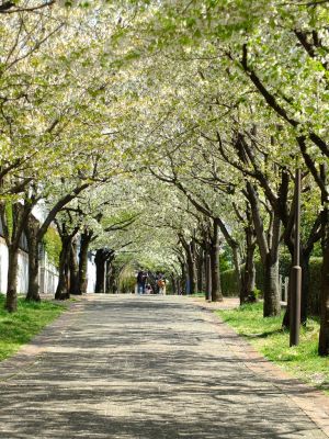 ゆうばえのみち
