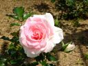 rose011.jpg
