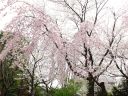 ファイル名=sakura060.jpg
ファイルサイズ=611KB
ディメンション=1280x960
登録日=2018年 03月 26日 sakura060.jpg