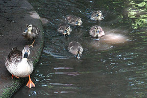 �����炬���� �J���̐e�q