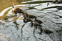 �e�q�K���̗l�q