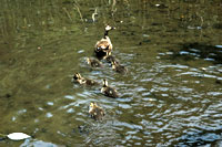 �e�q�K���̗l�q