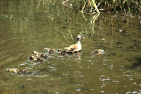 �e�q�K���̗l�q