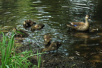 �e�q�K���̗l�q