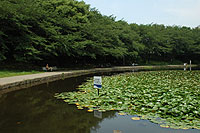 �e�q�K���̗l�q