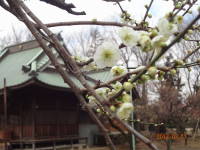 20120311都筑区東方　天満宮の梅
