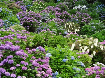 あじさい御殿