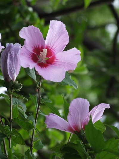 ファイル 1-1.jpg