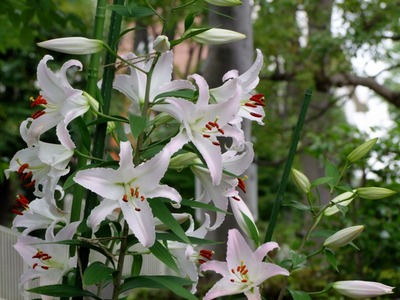 ファイル 1-8.jpg